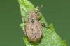 Strophosoma capitatum